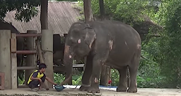 Le calvaire des éléphants en Thaïlande. (Capture d’écran ESFIR KHAN YouTube)