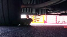 Des sauveteurs d’animaux recourent à la patrouille routière pour sauver un lapin
