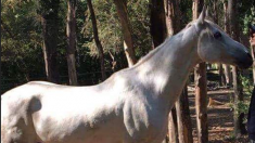 Le club d’équitation fait faillite, des cavaliers se mobilisent pour sauver les chevaux de l’abattoir
