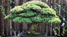 Ce bonsaï de 391 ans a survécu au bombardement dévastateur d’Hiroshima, une beauté « inestimable »