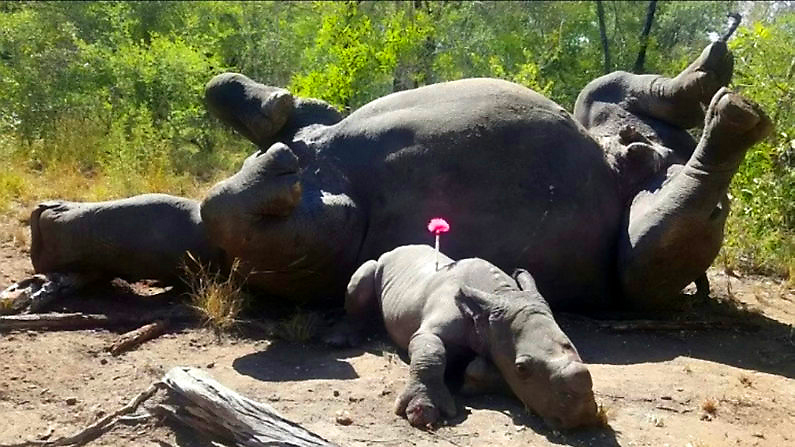 C'est déchirant : c'est ainsi qu'Arthur le bébé rhinocéros a été trouvé aux côtés de sa mère décédée. Voir l'histoire de Ross Parry RPYRHINO - Une photo déchirante montre un bébé rhinocéros blessé à peine vivant aux côtés de sa mère morte qui a été tuée pour sa précieuse corne dans le parc Kruger, en Afrique du Sud.