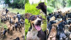 Au Costa Rica, « le pays des errants » abrite 900 chiens secourus