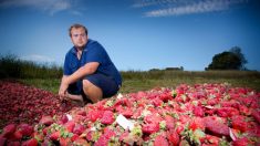 Malgré la crise, les fraises australiennes reprennent des couleurs