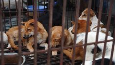Vietnam : les habitants de Hanoï priés de ne plus manger de la viande de chien