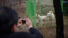 Moon reçoit deux chiens de race en cadeau de Pyongyang
