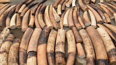 Des tests ADN « déterminants » pour mieux traquer les trafiquants d’ivoire