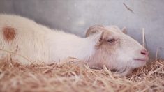 Un chèvre déprimée refuse de manger pendant 6 jours. Mais quand son meilleur ami arrive, tout change