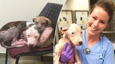 Trois pitbulls gravement amaigris sauvés de la maltraitance