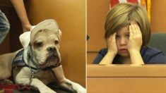 Un chien de thérapie sourd donne le courage à des enfants maltraités de témoigner contre leurs agresseurs au tribunal