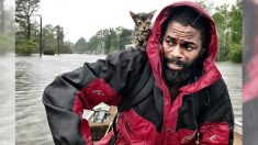 Une victime de l’ouragan Florence s’enfuit avec un chaton de quelques semaines perché sur son épaule