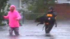 Une journaliste aide une victime de Florence à transporter son chien de thérapie hors des eaux des crues