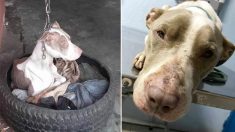 Une chienne ayant vécu enchaînée est secourue et reçoit enfin de l’amour pour la première fois