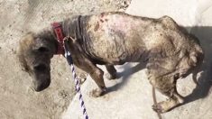Un chien errant qui ressemblait à une « pierre ambulante » est sauvé par une vacancière pendant son voyage