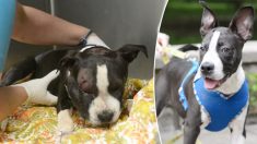 Ce chiot de 5 mois est sauvé d’un réseau illégal de combats de chiens et est en pleine forme après une longue convalescence