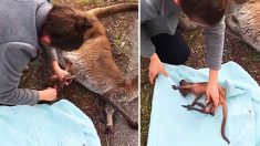 Des Australiennes sauvent un bébé kangourou de la poche de sa mère décédée