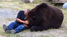 Jimbo, l’ours kodiak de 2,74 m de haut, n’est plus – après 20 ans de vie familiale