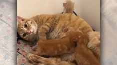 Un vétérinaire refuse d’euthanasier une maman chat et lui donne une autre chance de vivre sa vie de mère