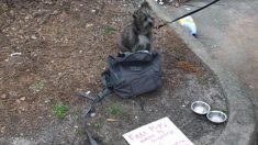 Un couple repère une note déchirante à côté d’un chien « jeté »… et attaché à une benne à ordures