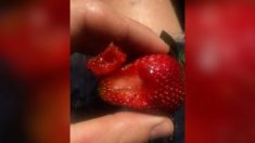 Une aiguille dans une fraise envoie un jeune homme à l’hôpital