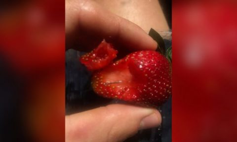 Photo de fraise avec une aiguille à coudre à l'intérieur. (Josha Gane/Facebook)