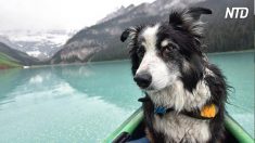 Une photographe canadienne prend d’adorables photos avec des chiens de refuges pour les aider à se faire adopter
