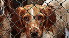 Maltraitance animale : des chiens saisis dans un élevage près d’Amiens
