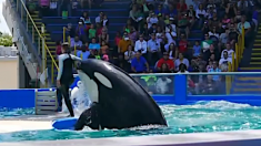 Howard Garrett : il veut libérer Lolita, une orque captive depuis 49 ans