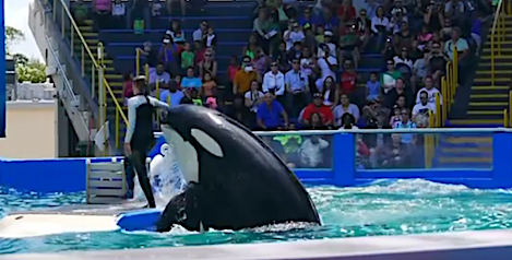 L'orque Lolita vit depuis 49 ans dans un bassin de 24m sur 11. (Capture d’écran Shannon YouTube)