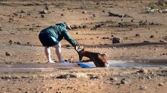 Un aventurier de safari s’arrête pour aider un impala coincé dans une marre