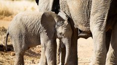 Braconnage : les éléphants d’Asie tués pour leur peau