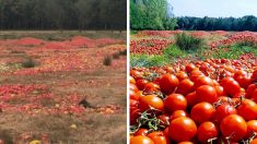 Des tonnes de légumes invendus jetés dans la nature pour des raisons de coût