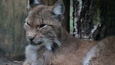 Val-de-Marne : les pompiers capturent un lynx chez un particulier