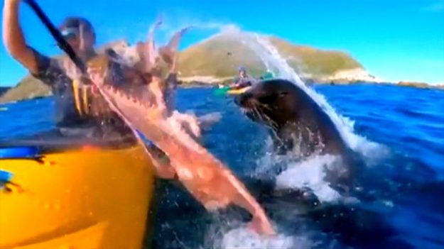 Vidéo : un phoque frappe un kayakiste au visage avec une pieuvre