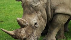 Afrique du Sud : indignation après la libération d’un trafiquant de rhinocéros