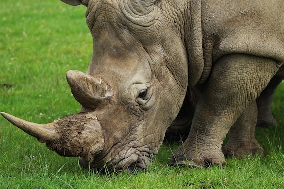 Le nombre de rhinocéros tués en Afrique du Sud est passé de 13 en 2007 à plus de 1 000 par an ces cinq dernières années. (Photo Pixabay)