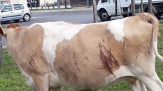 Loire-Atlantique : une vache sauvagement mutilée avec une arme blanche