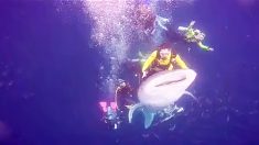 Des plongeurs apprennent une leçon lorsqu’ils se filment en chevauchant illégalement un requin-baleine