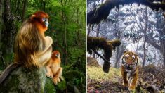 Voici les 13 meilleures photos de la faune sauvage ayant marqué le concours Wildlife Photographer of the Year 2018