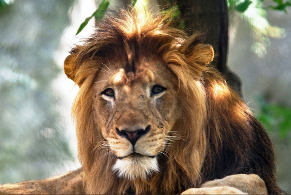 Un lion décède après l'attaque d'une lionne. (Capture d’écran Tweeter@IndianpolisZOO)