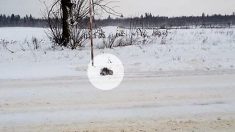 Un conducteur s’arrête immédiatement après avoir aperçu un chaton gelé lors d’une tempête de neige à une température de -18 °C