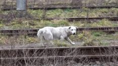 Un chien âgé muni d’une puce électronique est sauvé près d’une voie ferrée – maintenant, il peut vivre son « enfance de chien » dans sa nouvelle maison