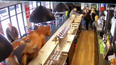 Un cheval entre au galop dans un bar PMU à Chantilly, créant la panique chez les clients