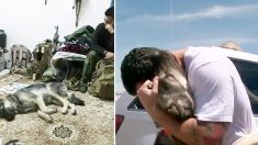 Un ancien soldat a dû laisser son meilleur ami chien en Irak – 1 mois plus tard, ils se retrouvent à l’autre bout du monde