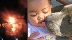 Un pitbull sauve une famille d’un incendie et tente de transporter un bébé de 7 mois en lieu sûr
