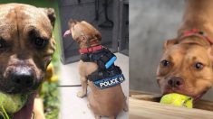 Un pitbull sauvé d’un ring de combats de chiens pour rejoindre la police de Virginie