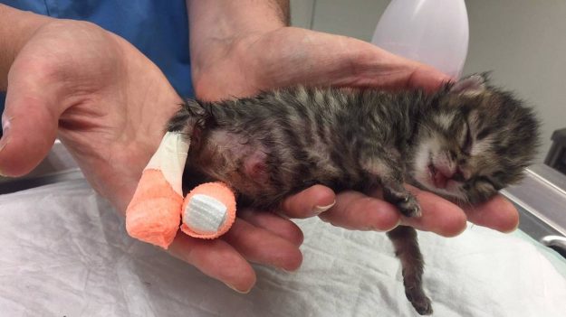 Rennes : 3 chatons torturés trouvés contre une poubelle en feu – ce qu’ils ont enduré est incompréhensible