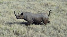 Tchad: mort de deux des six rhinocéros noirs réintroduits en mai
