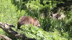 France: une ourse slovène lâchée dans les Pyrénées, les anti-ours promettent de la « traquer »