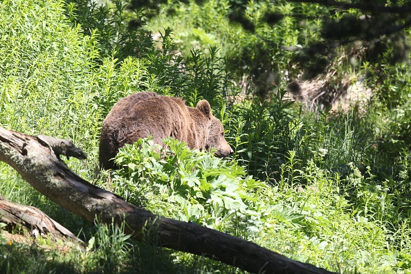 Un ours brun est photographié le 18 juin 2015 dans le parc animalier semi-animalier des Angles, dans le sud-ouest de la France. Photo RAYMOND ROIG / AFP / Getty Images.