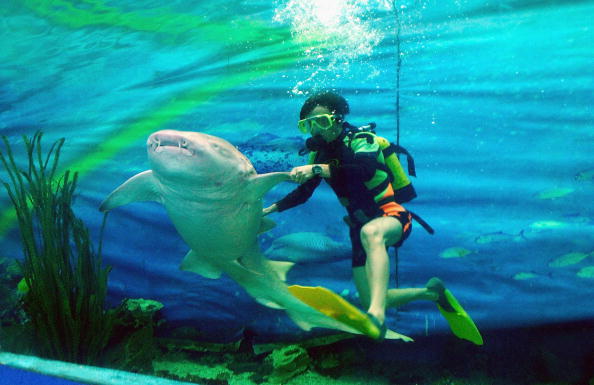 -Selon les médias locaux, le requin est transporté dans un étang spécial, craignant de manger d’autres petits poissons d’ornement. Photo d’illustration par China Photos / Getty Images.